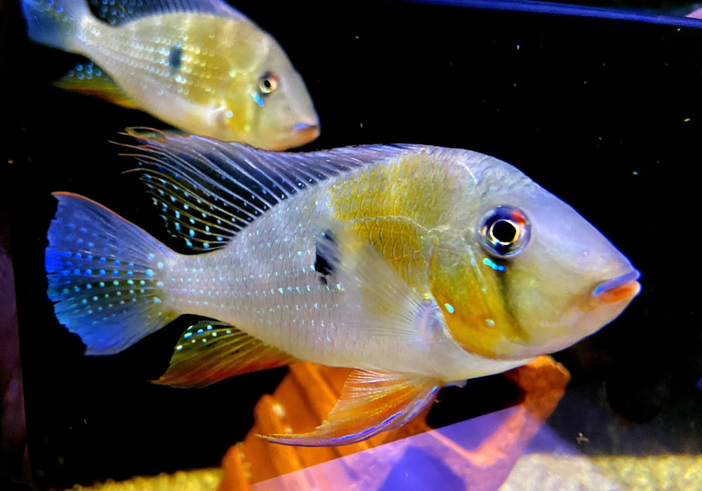 Heckels Buntbarsch (Naturform) - Acarichthys heckelii