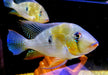 Heckels Buntbarsch (Naturform) - Acarichthys heckelii