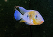 Heckels Buntbarsch (Naturform) - Acarichthys heckelii