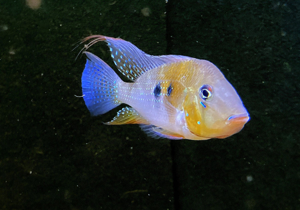 Heckels Buntbarsch (Naturform) - Acarichthys heckelii