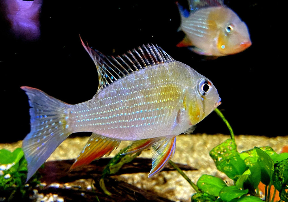 Heckels Buntbarsch (Naturform) - Acarichthys heckelii