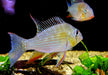 Heckels Buntbarsch (Naturform) - Acarichthys heckelii