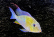 Heckels Buntbarsch (Naturform) L - Acarichthys heckelii