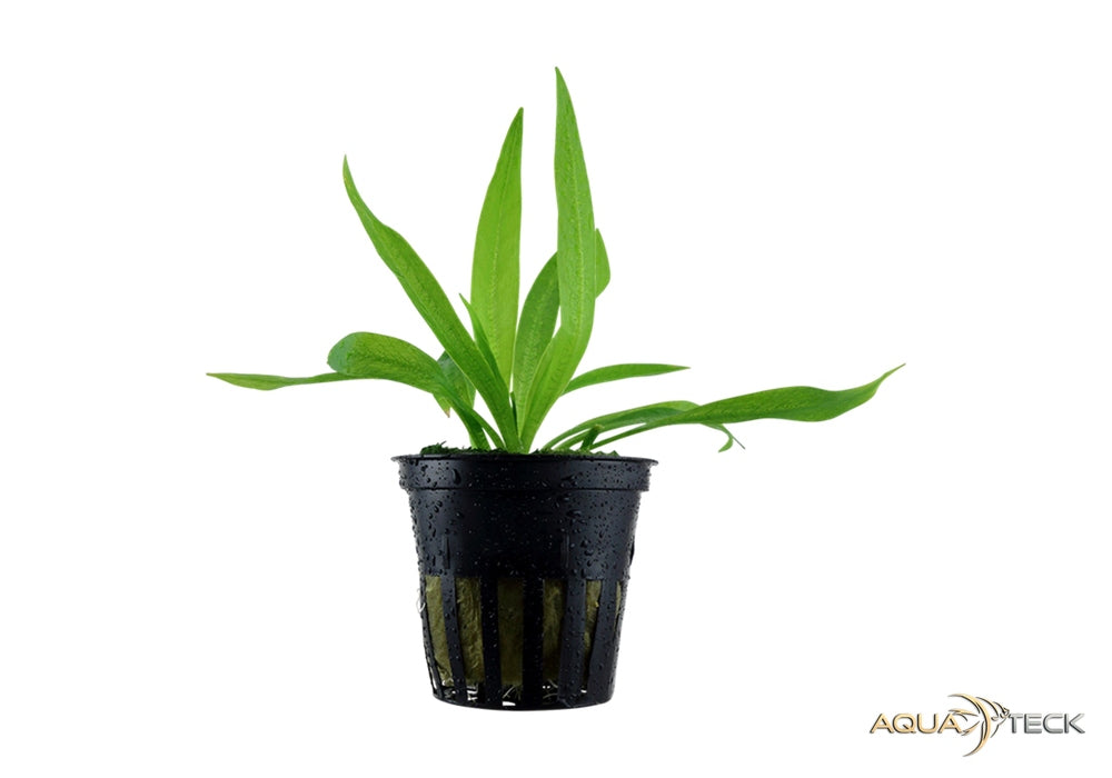 Helanthium bolivianum 'Quadricostatus' aqua-teck