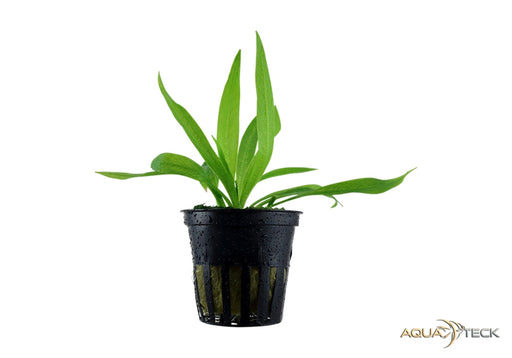 Helanthium bolivianum 'Quadricostatus' aqua-teck