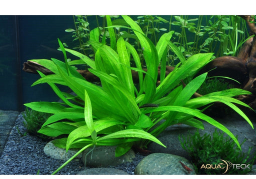 Helanthium bolivianum 'Quadricostatus' aqua-teck