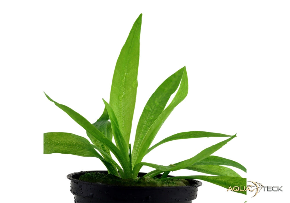 Helanthium bolivianum 'Quadricostatus' aqua-teck