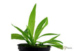 Helanthium bolivianum 'Quadricostatus' aqua-teck