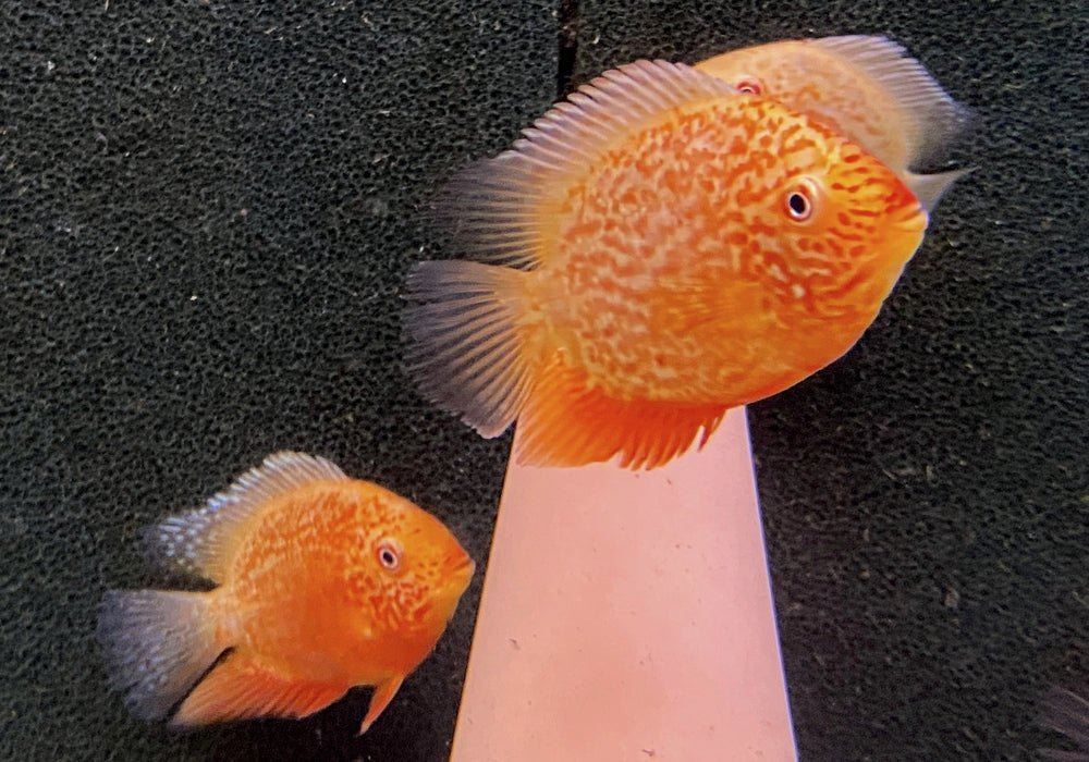 Augenfleckbuntbarsch  "fire red sp." - Heros sp. "fire red spotted"