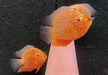 Augenfleckbuntbarsch  "fire red sp." - Heros sp. "fire red spotted"