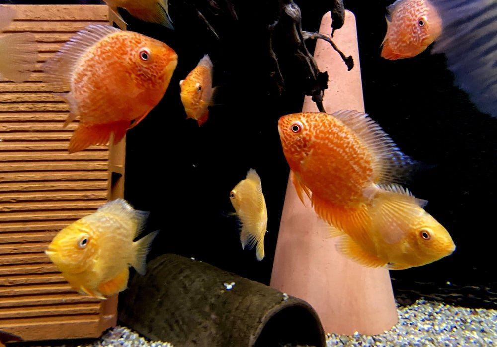 Augenfleckbuntbarsch  "fire red sp." - Heros sp. "fire red spotted"