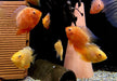 Augenfleckbuntbarsch  "fire red sp." - Heros sp. "fire red spotted"