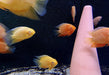 Augenfleckbuntbarsch  "fire red sp." - Heros sp. "fire red spotted"