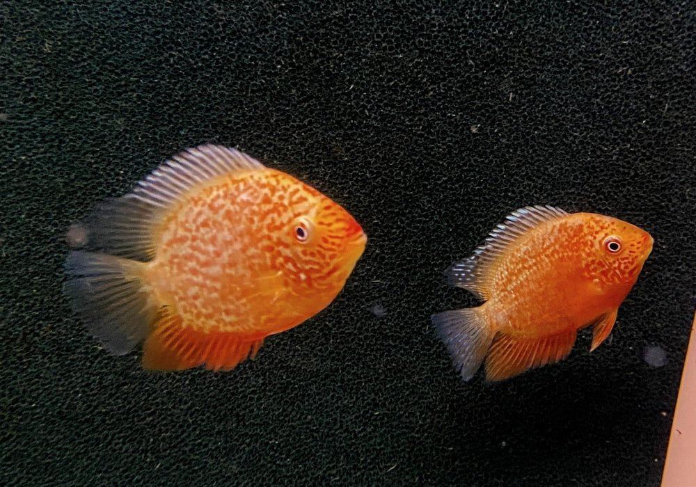 Augenfleckbuntbarsch  "fire red sp." - Heros sp. "fire red spotted"
