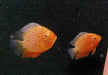 Augenfleckbuntbarsch  "fire red sp." - Heros sp. "fire red spotted"