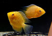 Augenfleckbuntbarsch  "gold spotted sp." (M) - Heros sp. "gold spotted"