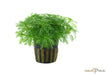 Hottonia palustris aqua-teck