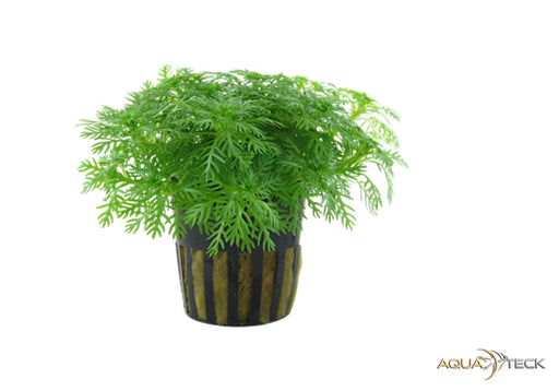Hottonia palustris aqua-teck
