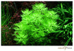 Hottonia palustris aqua-teck