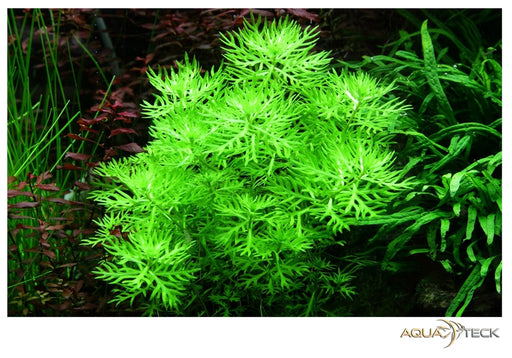 Hottonia palustris aqua-teck