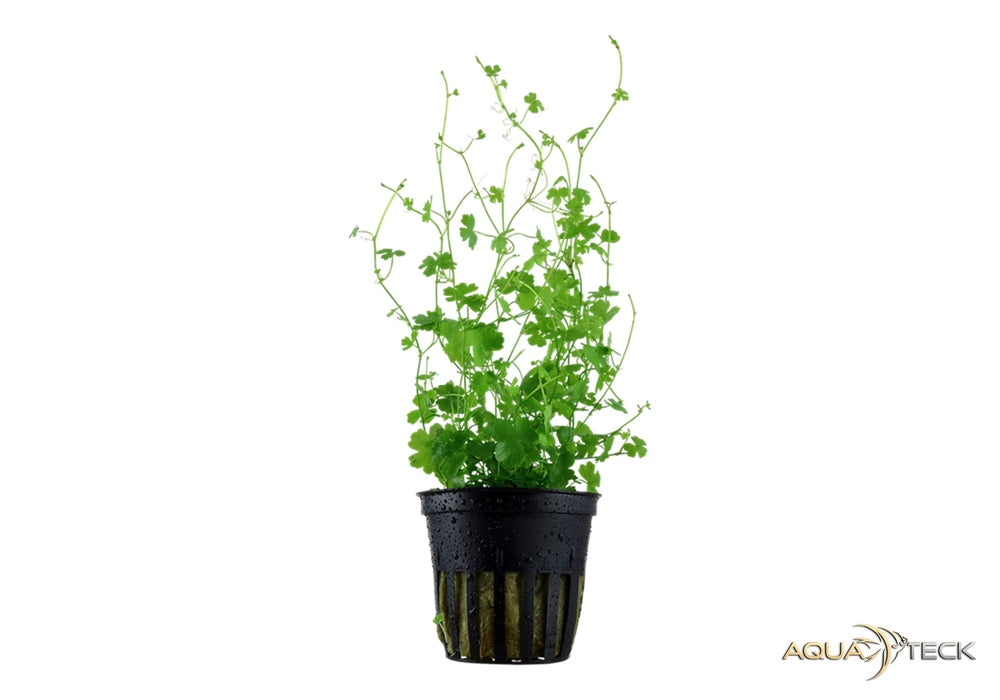 Hydrocotyle tripartita