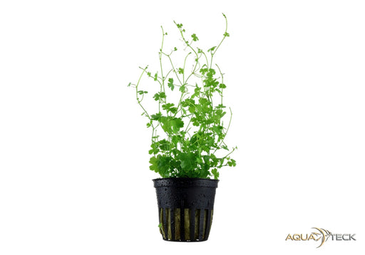 Hydrocotyle tripartita