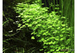 Hydrocotyle tripartita