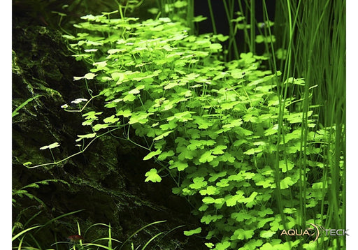 Hydrocotyle tripartita