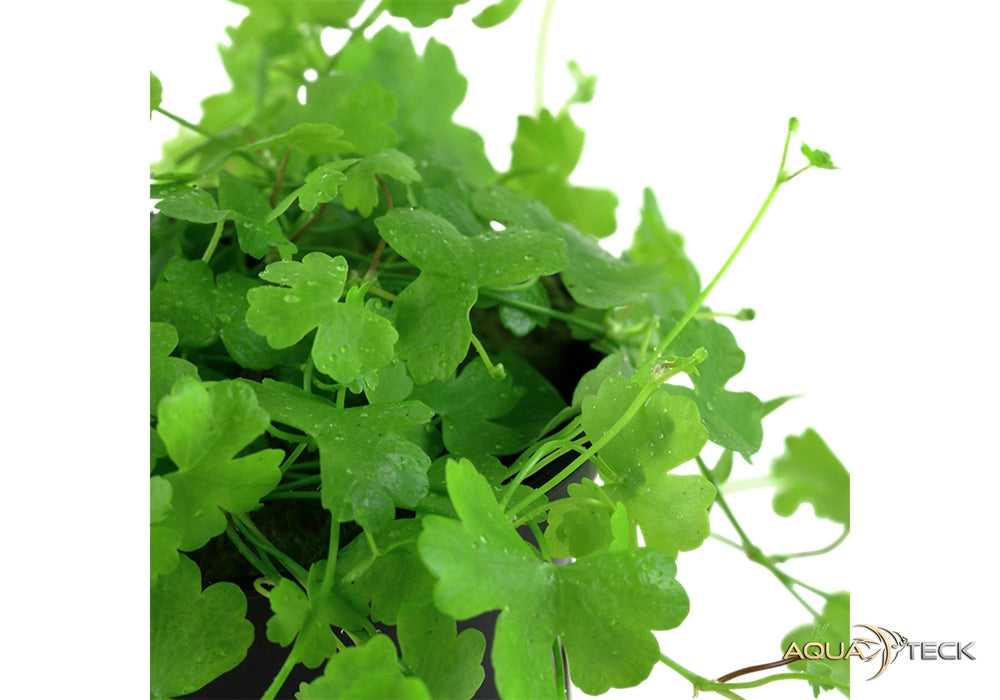 Hydrocotyle tripartita