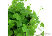 Hydrocotyle tripartita