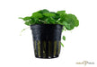 Hydrocotyle verticillata