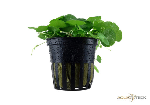 Hydrocotyle verticillata