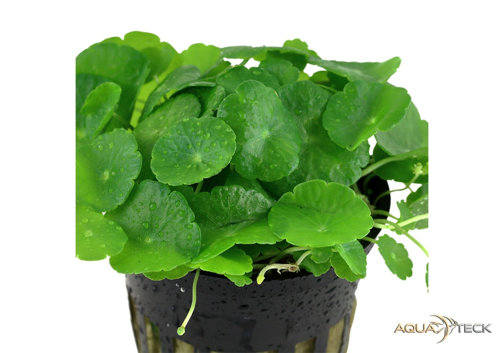 Hydrocotyle verticillata