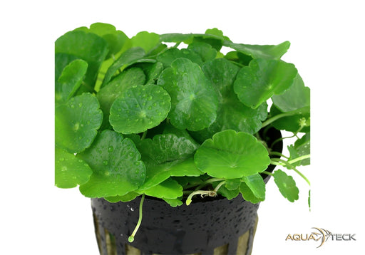 Hydrocotyle verticillata