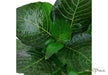 Hygrophila corymbosa 'Compact'