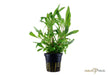 Hygrophila corymbosa 'Siamensis 53B' aqua-teck