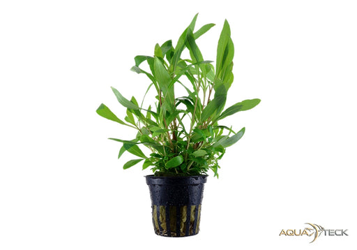 Hygrophila corymbosa 'Siamensis 53B' aqua-teck