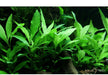 Hygrophila corymbosa 'Siamensis 53B' aqua-teck