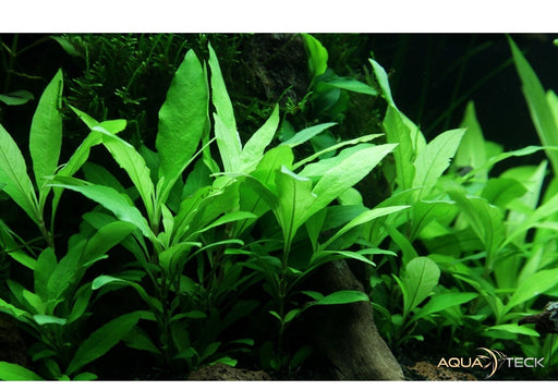 Hygrophila corymbosa 'Siamensis 53B' aqua-teck