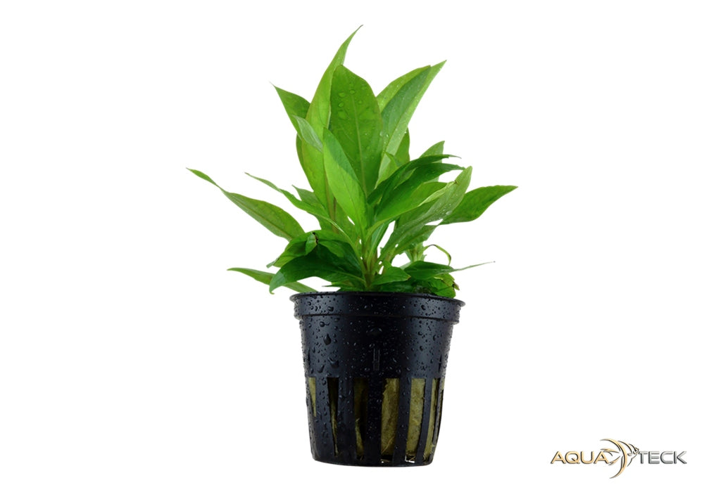 Hygrophila corymbosa 'Stricta' aqua-teck