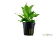 Hygrophila corymbosa 'Stricta' aqua-teck