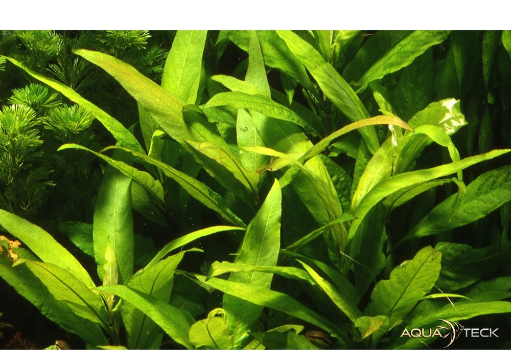 Hygrophila corymbosa 'Stricta' aqua-teck