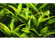 Hygrophila corymbosa 'Stricta' aqua-teck