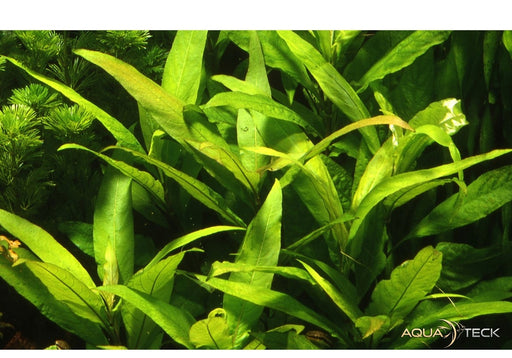 Hygrophila corymbosa 'Stricta' aqua-teck