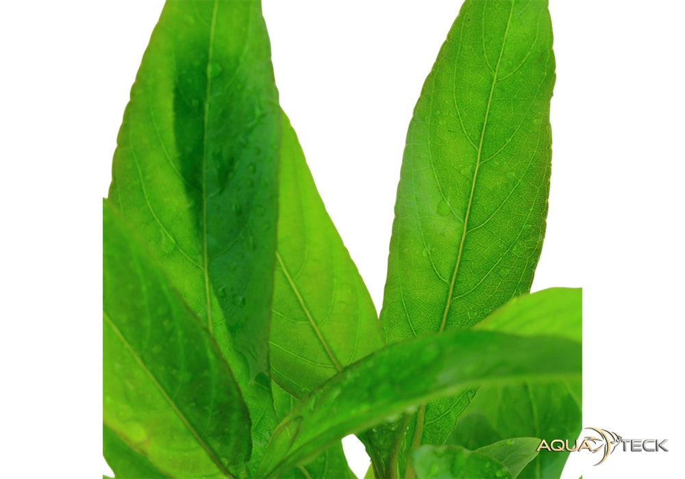 Hygrophila corymbosa 'Stricta' aqua-teck