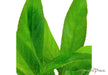 Hygrophila corymbosa 'Stricta' aqua-teck