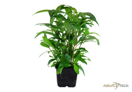Hygrophila corymbosa 'Stricta' XL aqua-teck