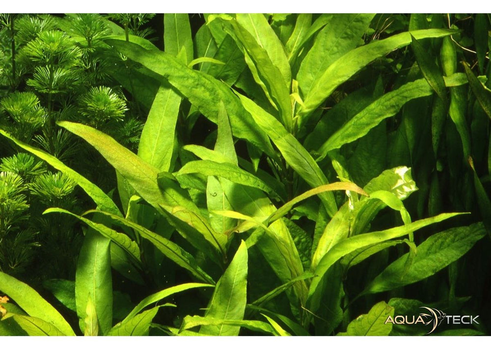 Hygrophila corymbosa 'Stricta' XL aqua-teck