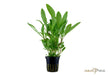 Hygrophila costata aqua-teck