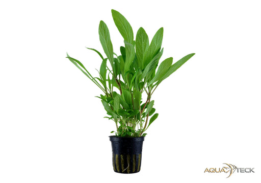 Hygrophila costata aqua-teck